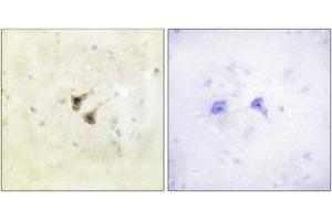 Immunohistochemistry analysis of paraffin-embedded human brain tissue, using PBK/TOPK (Ab-9) Antibody. (PBK Antikörper  (AA 1-50))