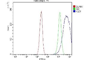 Flow Cytometry analysis of Caco-2 cells using anti-KLC1 antibody (ABIN7599469). (KLC1 Antikörper  (AA 1-537))