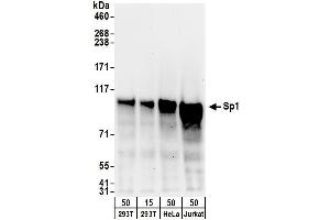 Western Blotting (WB) image for anti-Sp1 Transcription Factor (SP1) (AA 735-785) antibody (ABIN7453450)