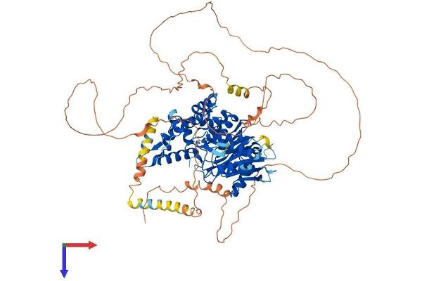 DENND1B Protein (AA 1-766) (His tag)