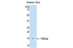 Western Blotting (WB) image for anti-Keratin 81 (KRT81) (AA 142-257) antibody (ABIN1171781) (KRT81 Antikörper  (AA 142-257))