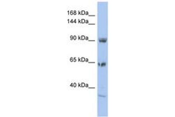 TPCN1 抗体  (AA 71-120)