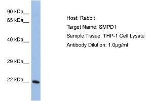 Host: Rabbit Target Name: SMPD1 Sample Tissue: Human THP-1 Whole Cell Antibody Dilution: 1ug/ml (SMPD1 Antikörper  (Middle Region))