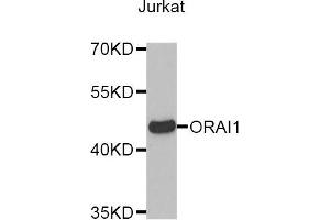 Western blot analysis of extracts of Jurkat cell line, using ORAI1 antibody. (ORAI1 Antikörper)