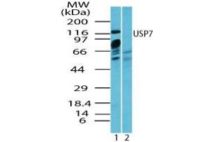 Image no. 2 for anti-Ubiquitin Specific Peptidase 7 (Herpes Virus-Associated) (USP7) (AA 30-80) antibody (ABIN960400)