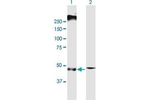 Western Blot analysis of SLC22A8 expression in transfected 293T cell line by SLC22A8 MaxPab polyclonal antibody. (SLC22A8 Antikörper  (AA 1-542))