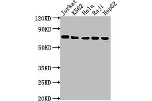 Western Blot Positive WB detected in: Jurkat whole cell lysate, K562 whole cell lysate, Hela whole cell lysate, Raji whole cell lysate, HepG2 whole cell lysate All lanes: FUBP1 antibody at 1:2000 Secondary Goat polyclonal to rabbit IgG at 1/50000 dilution Predicted band size: 68, 69 kDa Observed band size: 69 kDa (Rekombinanter FUBP1 Antikörper)
