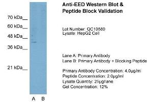 Host:  Rabbit  Target Name:  EED  Sample Type:  HepG2  Lane A:  Primary Antibody  Lane B:  Primary Antibody + Blocking Peptide  Primary Antibody Concentration:  4. (EED Antikörper  (N-Term))