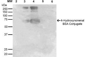 Western Blot analysis of 4-hydroxy-nonenal-BSA Conjugate showing detection of 67 kDa 4-hydroxy-nonenal-BSA using Mouse Anti-4-hydroxy-nonenal Monoclonal Antibody, Clone 12F7 . (HNE Antikörper)
