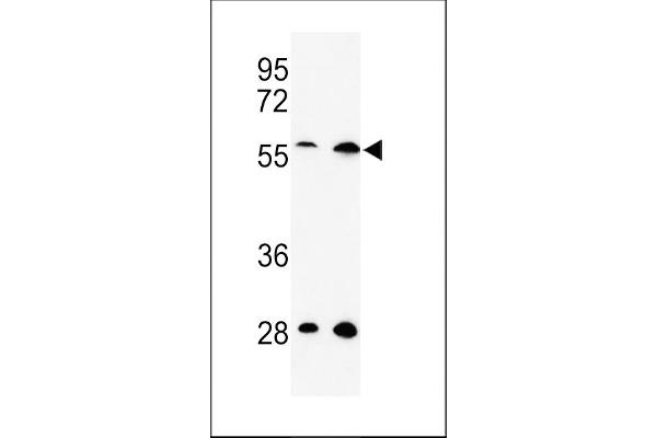 SKA3 Antikörper  (AA 226-253)
