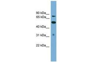 Image no. 1 for anti-Tousled-Like Kinase 2 (TLK2) (AA 35-84) antibody (ABIN6745638) (TLK2 Antikörper  (AA 35-84))