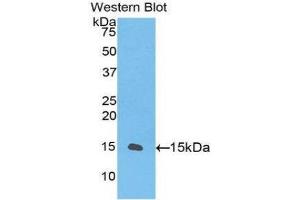Western Blotting (WB) image for anti-Transforming Growth Factor, beta 1 (TGFB1) (AA 260-373) antibody (ABIN3209255) (TGFB1 Antikörper  (AA 260-373))