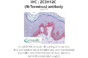 Image no. 1 for anti-Zinc Finger CCCH-Type Containing 12C (ZC3H12C) (N-Term) antibody (ABIN1740909) (ZC3H12C Antikörper  (N-Term))