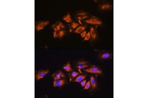 Immunofluorescence (IF) image for anti-Adrenoceptor alpha 1A (ADRA1A) (AA 346-475) antibody (ABIN1678588)