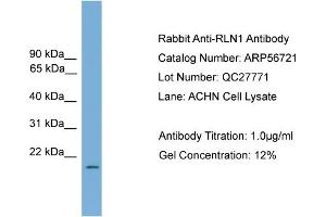 Western Blotting (WB) image for anti-Relaxin 1 (RLN1) (Middle Region) antibody (ABIN785837) (Relaxin 1 Antikörper  (Middle Region))