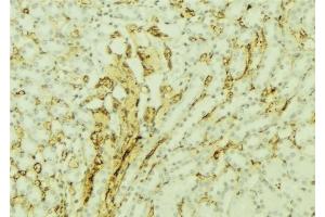 ABIN6277002 at 1/100 staining Mouse kidney tissue by IHC-P. (TBXAS1 Antikörper  (N-Term))