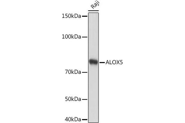 ALOX5 Antikörper