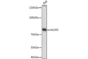 Western blot analysis of extracts of Raji cells, using  Rabbit mAb (ABIN3016894, ABIN3016895, ABIN3016896, ABIN1679361 and ABIN1679362) at 1:1000 dilution. (ALOX5 Antikörper)