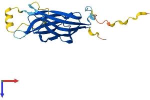 B9D1 Protein (AA 1-204) (His tag)