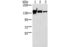 Western Blot analysis of Mouse heart tissue, A172 and 231 cell using R-Cadherin Polyclonal Antibody at dilution of 1:200 (Cadherin 4 Antikörper)