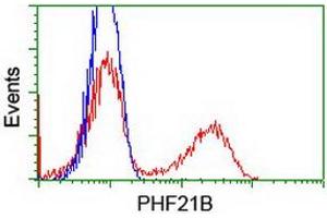 HEK293T cells transfected with either RC204284 overexpress plasmid (Red) or empty vector control plasmid (Blue) were immunostained by anti-PHF21B antibody (ABIN2454802), and then analyzed by flow cytometry. (PHF21B Antikörper)