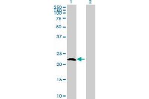 Western Blot analysis of AMELX expression in transfected 293T cell line by AMELX MaxPab polyclonal antibody. (AMELX Antikörper  (AA 1-191))
