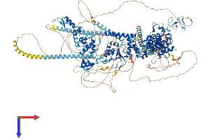 BAZ1A Protein (AA 1-1556) (His tag)