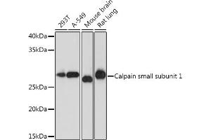 Western blot analysis of extracts of various cell lines, using Calpain small subunit 1 Rabbit mAb (ABIN7266036) at 1:1000 dilution. (Calpain S1 Antikörper)