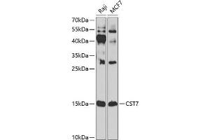 Western blot analysis of extracts of various cell lines, using CST7 antibody (ABIN6131040, ABIN6139156, ABIN6139157 and ABIN6224188) at 1:1000 dilution. (CST7 Antikörper  (AA 20-145))