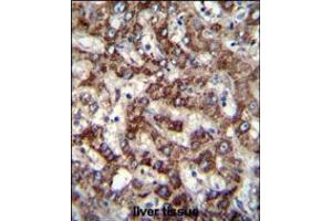 TRIM59 Antibody immunohistochemistry analysis in formalin fixed and paraffin embedded human liver tissue followed by peroxidase conjugation of the secondary antibody and DAB staining.