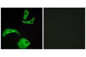 Immunofluorescence analysis of HeLa cells, using GPR18 antibody. (GPR18 Antikörper  (Internal Region))