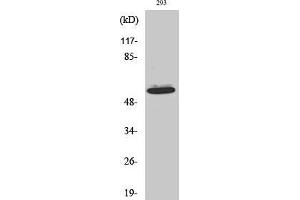Western Blot (WB) analysis of HepG2 cells using Akt1 Polyclonal Antibody. (AKT1 Antikörper  (N-Term))