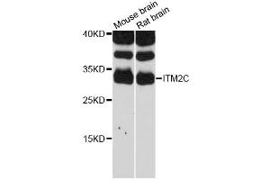 Western blot analysis of extracts of various cell lines, using ITM2C antibody (ABIN6293177) at 1:3000 dilution.