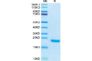 SDS-PAGE (SDS) image for Phospholipase A2, Group IB (PLA2G1B) (AA 23-148) protein (His tag) (ABIN7275458)
