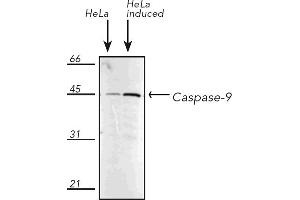 Western Blotting (WB) image for anti-Caspase 9, Apoptosis-Related Cysteine Peptidase (CASP9) antibody (ABIN7211373) (Caspase 9 Antikörper)