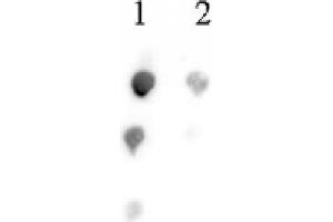 Histone H2B acetyl Lys46 pAb tested by dot blot analysis. (Histone H2B Antikörper  (acLys46))