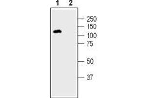Western blot analysis of human SH-SY5Y neuroblastoma cell lysate: - 1. (DPP6 Antikörper  (C-Term, Extracellular))