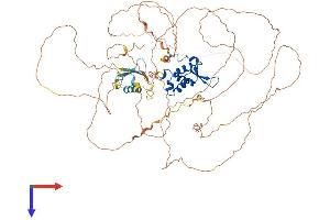 FOXM1 Protein (AA 1-760) (His tag)