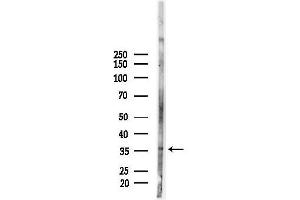 Western blot analysis of lysates from Mouse liver, using COQ9 Antibody at 1/1000 dilution.