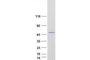 Western Blotting (WB) image for Plasminogen Activator Inhibitor 2 (SERPINB2) (Transcript Variant 1) protein (Myc-DYKDDDDK Tag) (ABIN2731772)