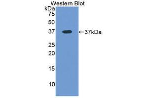 Western Blotting (WB) image for anti-Lactate Dehydrogenase A (LDHA) (AA 1-332) antibody (ABIN1078258)
