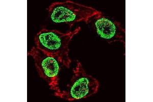 Immunofluorescence (IF) image for anti-Arginine-Fifty Homeobox (ARGFX) antibody (ABIN2999638) (ARGFX Antikörper)