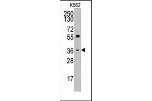 Western blot analysis of anti-THPO(C-term) Pab in K562 cell line lysates (35ug/lane). (Thrombopoietin Antikörper  (C-Term))