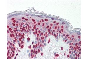 Anti-GSC / Goosecoid antibody IHC staining of human skin. (GSC Antikörper  (AA 78-186))