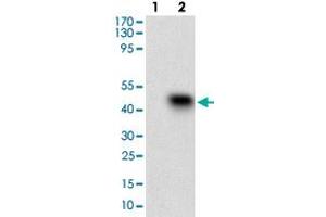 Western blot analysis of Lane 1: Negative control [HEK293 cell lysate]; Lane 2: Over-expression lysate [SSTR3 (AA: 1-43)-hIgGFc transfected HEK293 cells] with SSTR3 monoclonal antibody, clone 7H8E5  at 1:500-1:2000 dilution. (SSTR3 Antikörper  (AA 1-43))