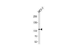 Western blot analysis of lysate from MCF-7 cell line, using SULF2 Antibody (C-term) (ABIN656715 and ABIN2845944).