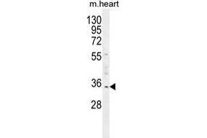 UPP2 Antibody (C-term) western blot analysis in mouse heart tissue lysates (35 µg/lane). (UPP2 Antikörper  (C-Term))