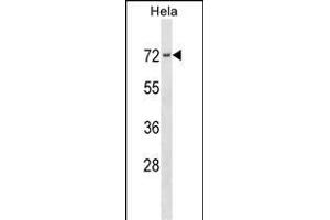 PRKCSH Antibody (N-term) (ABIN1539431 and ABIN2838176) western blot analysis in Hela cell line lysates (35 μg/lane). (PRKCSH Antikörper  (N-Term))