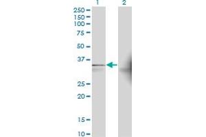 Western Blot analysis of AASDHPPT expression in transfected 293T cell line by AASDHPPT monoclonal antibody (M01), clone 2C12. (AASDHPPT Antikörper  (AA 1-309))