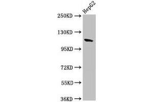 Western Blot Positive WB detected in: HepG2 whole cell lysate All lanes: CNTN6 antibody at 2. (Contactin 6 Antikörper  (AA 706-812))